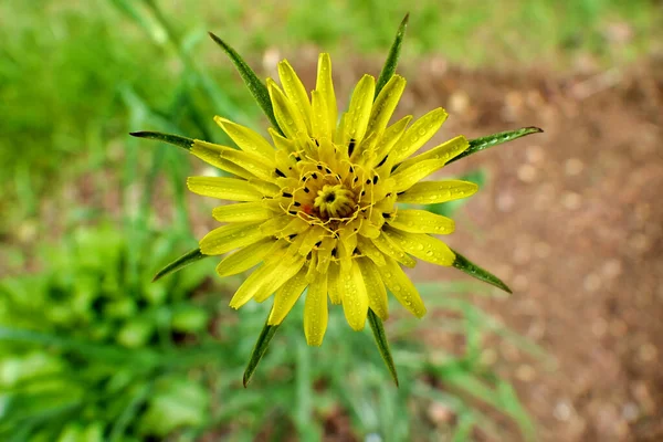 Egy Esőcseppekkel Borított Kecskeszakáll Tragopogon Minor Közelsége — Stock Fotó