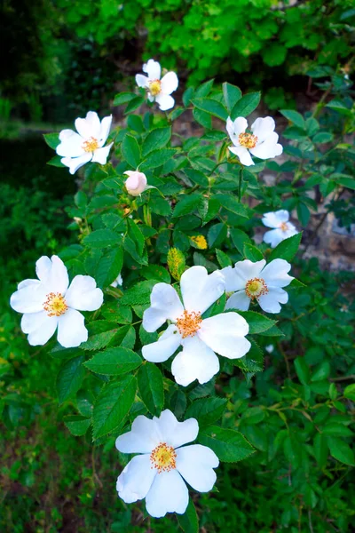 Λευκό Τριαντάφυλλο Σκύλου Rosa Canina Ένα Ζωηρό Αναρριχητικό Άγριο Τριαντάφυλλο — Φωτογραφία Αρχείου