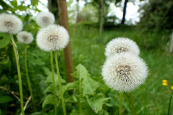 Close Cabeça Semente Dente Leão Comum Taraxacum Officinale Muitas Vezes — Fotografia de Stock