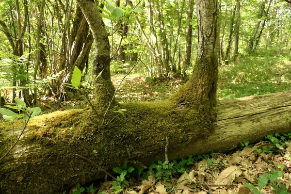 Två Nya Träd Växer Från Stammen Ett Fallen Träd — Stockfoto