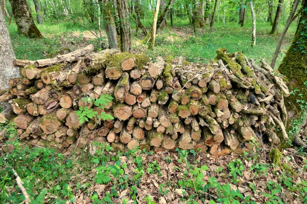 Moss covered log pile of oak, acacia and sweet chestnut logs in a woodland clearing