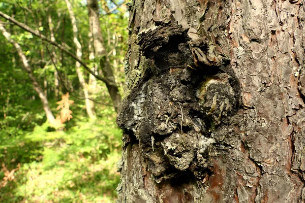 Close Fungus Inonotus Obliquus Erupting Trunk Pine Tree Also Known — Stock Photo, Image