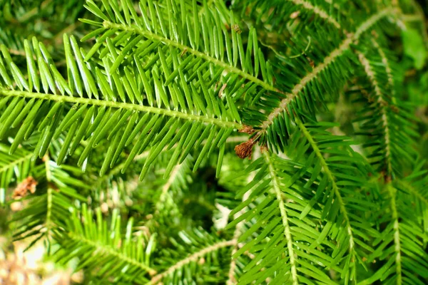 Menutup Jarum Daun Baru Yang Terbentuk Pada Spruce Norwegia Picea — Stok Foto