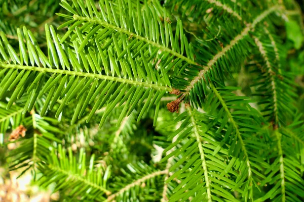 Närbild Nya Bladnålar Som Bildas Gran Norge Picea Abies — Stockfoto