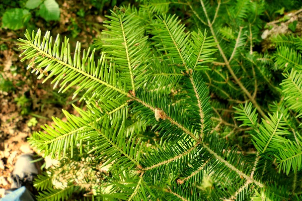 Fechar Agulhas Novas Folha Que Formam Abeto Noruega Picea Abies — Fotografia de Stock