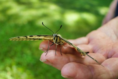 Kırlangıç Kelebek (Papilio machaon) bir elde dinleniyor
