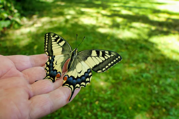 Svälja Fjäril Papilio Machaon Vilar Hand — Stockfoto