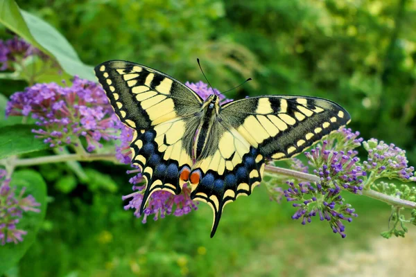 Swallowtail Butterfly Papilio Machaon Voedt Zich Met Een Butterfly Bush — Stockfoto