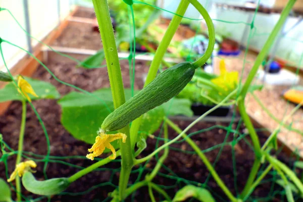 Jonge Komkommers Groeien Een Plastic Gaas Een Polytunnel — Stockfoto