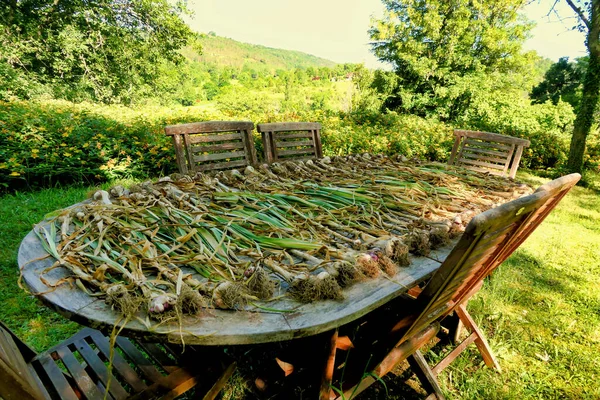 Selbst Angebaute Knoblauchzwiebeln Auf Einem Terrassentisch Ausgebreitet Und Der Sonne — Stockfoto