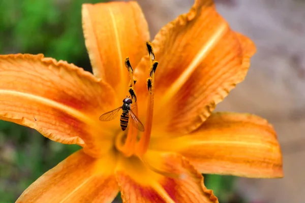 オレンジ色のタイガーユリの花粉にホバーフライ アログラータ斜めの 餌を与えます 時にはシルフィド 花やドローンフライとして知られている — ストック写真