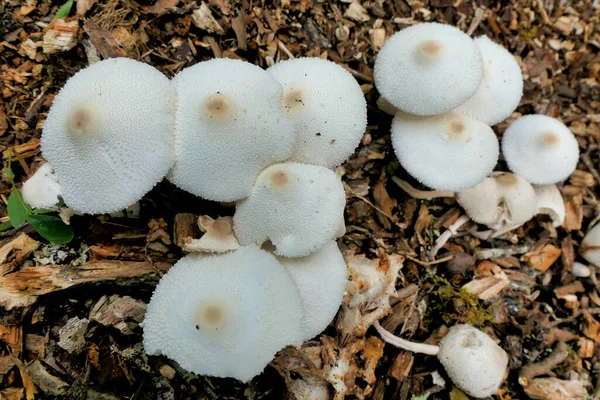 Leucocoprinus Cepaestipes Mushrooms Also Known Onion Stalked Lepiota Growing Pile — Stock Photo, Image