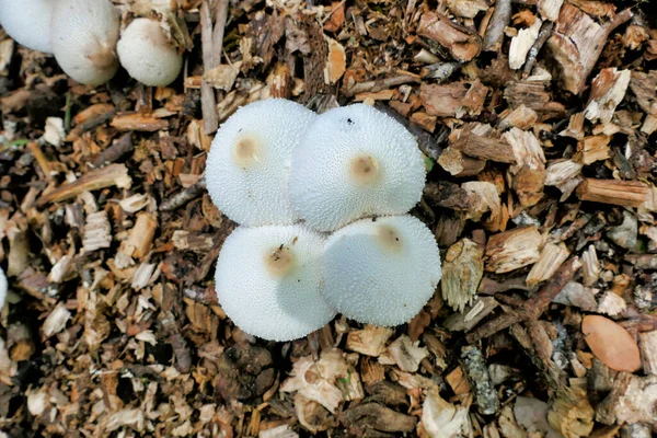 Leucocoprinus Cepaestipes Pilze Auch Als Zwiebelstielige Lepiota Bekannt Wachsen Auf — Stockfoto