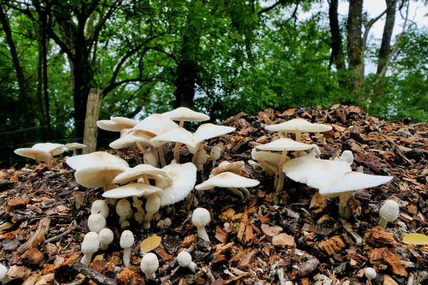 Grzyby Rodzaju Leucocoprinus Cepaestipes Znane Również Jako Onion Stalked Lepiota — Zdjęcie stockowe