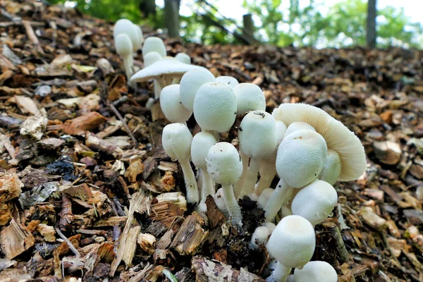 Grzyby Rodzaju Leucocoprinus Cepaestipes Znane Również Jako Onion Stalked Lepiota — Zdjęcie stockowe