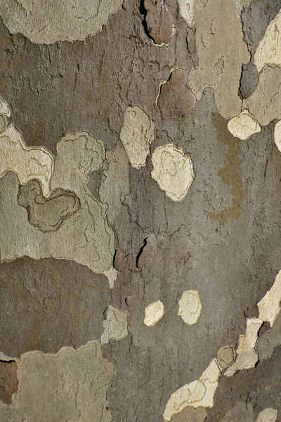 Close Bark London Plane Tree — Stock Photo, Image