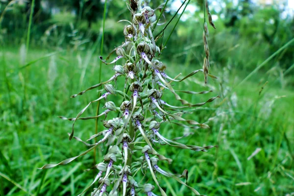 Eidechsenorchidee Himantoglossum Hircinum Auf Einer Wiese — Stockfoto