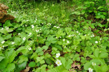 Çilek bitkileri (Fragaria vesca) çalılıklarda çiçek açıyor