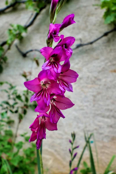 Byzantine Gladiolus Sword Lily Pěstující Pod Hroznem Révy Dordogne Francie — Stock fotografie