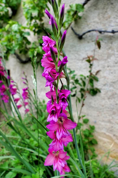Byzantinischer Gladiolus Schwertlilie Wächst Unter Einer Weinrebe Der Dordogne Frankreich — Stockfoto