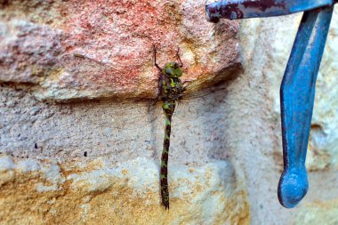 Güney Hawker Yusufçuğu (Aeshna siyanea) kumtaşı duvarda dinleniyor