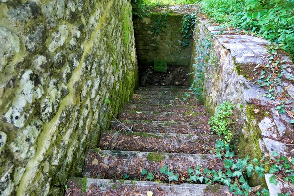 Flight Old Stone Steps Covered Leaves Moss Leading Underground Cellar —  Fotos de Stock