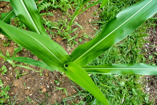 Looking Developing Sweetcorn Plant — Photo