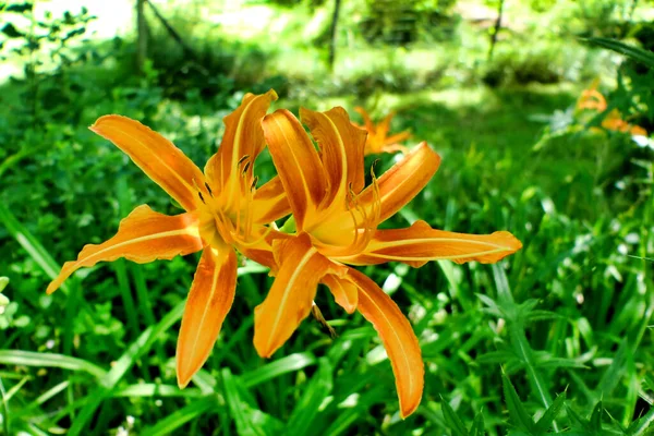 Close Two Orange Tiger Lilies Lilium Bulbiferum Petals Entwined — Foto Stock