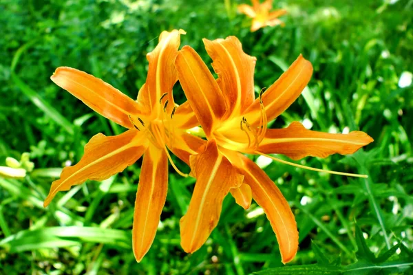 Close Dois Lírios Tigre Laranja Lilium Bulbiferum Com Pétalas Entrelaçadas — Fotografia de Stock