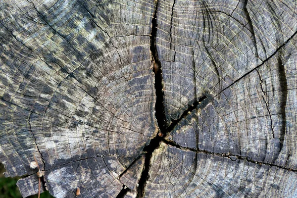 Cross Section Acacia Log Gone Grey Seasoning Years — Foto Stock