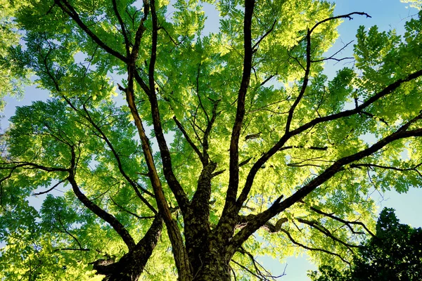 Acacia Strom Baldachýn Zářící Slunci Nastavit Proti Krásné Modré Obloze — Stock fotografie