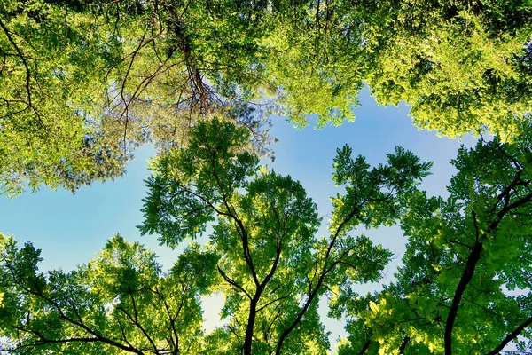 Acacia tree canopy meeting a mixed woodland canopy glowing in the sunlight, set against a beautiful blue sky background