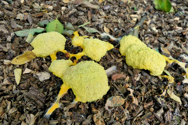 Fuligo Septica Rührei Schleimform Blüten Von Bräunungs Oder Hundeerbrochenschleimform Wächst — Stockfoto