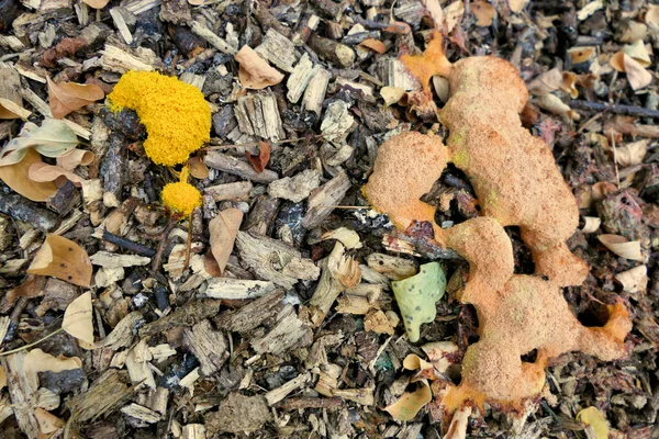 Fuligo Septica Scrambled Egg Slime Mould Flowers Tan Dog Vomit — Φωτογραφία Αρχείου