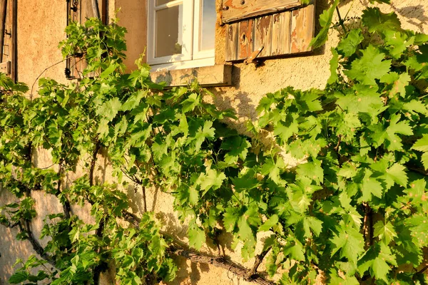 Grape Vine Growing South Facing Wall French Farmhouse Lit Evening — Stok fotoğraf