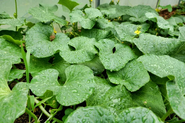 Freshly Watered Melon Bed Growing Polytunnel Flowers Just Starting Appear —  Fotos de Stock