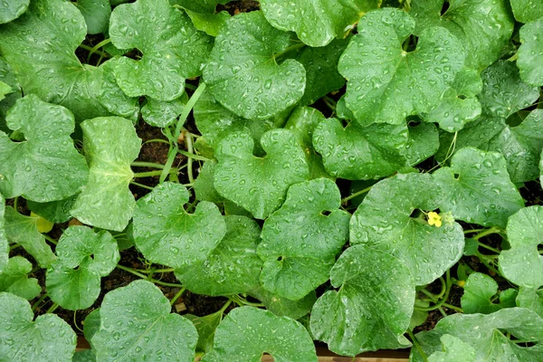 Freshly Watered Melon Bed Growing Polytunnel Flowers Just Starting Appear — Stock Photo, Image