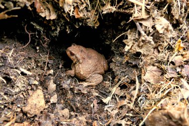 Bir Avrupa Ortak Kurbağası 'nın (Bufo bufo) kendisini gübre yığınına gömmesi