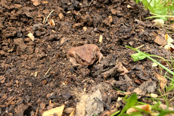 Close European Common Toad Bufo Bufo Coming Out Its Underground — Fotografia de Stock