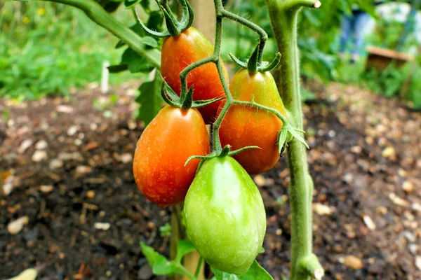 Close Bunch Italian Plum Tomatoes Variety San Marzano Showing Change — Fotografia de Stock