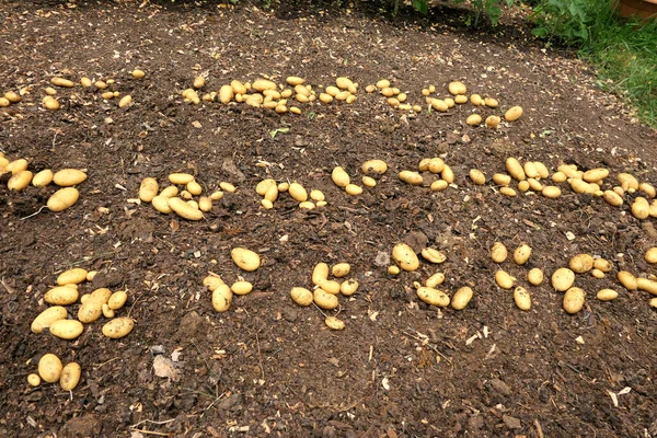 Early Potatoes Being Laid Ground Dry — Photo