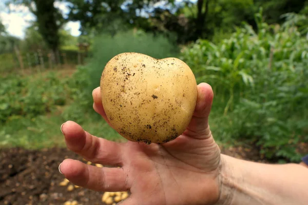 Heart shaped early potato from newly lifted crops