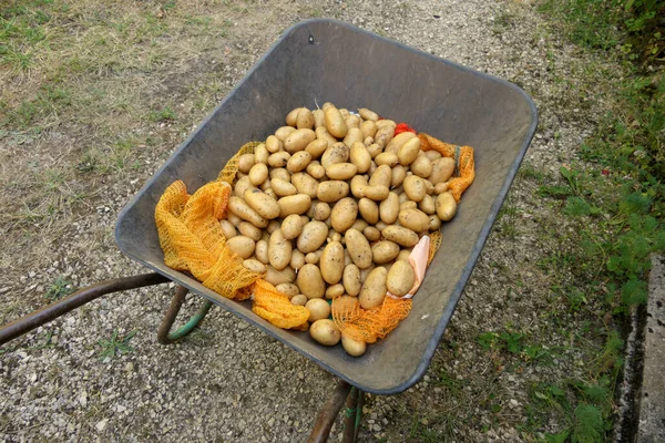 Dried Early Potatoes Wheelbarrow Ready Bagging Storing — Stockfoto