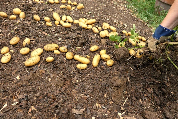 Early potatoes being removed from the plant and laid on the ground to dry
