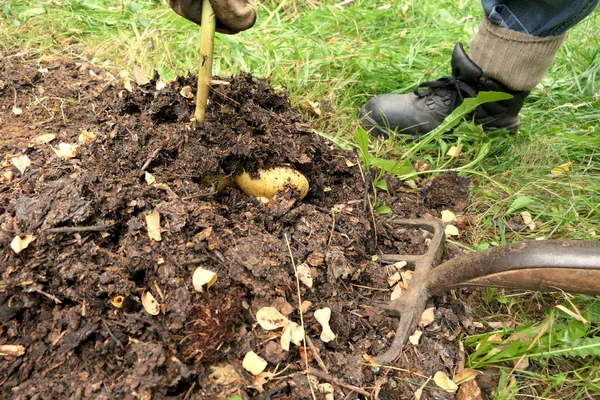 Early Potatoes Being Lifted Out Compost Using Dig Method — Stockfoto