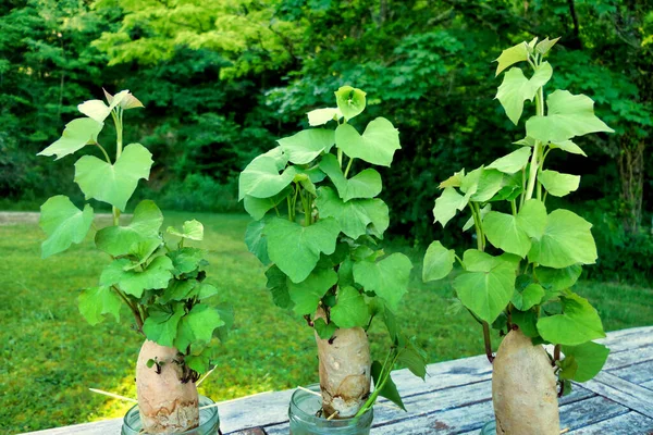 Sweet Potatoes Placed Jars Water Allowing Shoots Form Slips Which — Foto de Stock