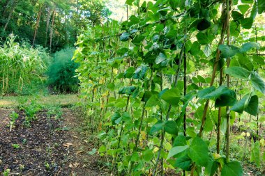 French climbing beans growing in a French potager (vegetable garden), Sweetcorn and asparagus in the background