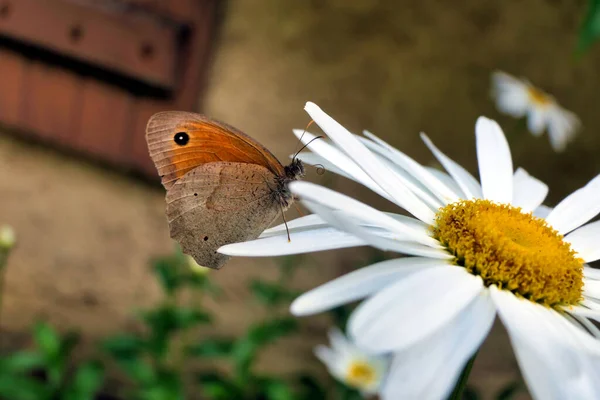 Meadow Brown Butterfly Maniola Jurtina Feeding Leucanthemum Flower — Stockfoto