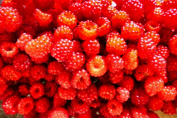 Bowlfull Wineberries Rubus Phoenicolasius Also Known Japanese Raspberry — Photo