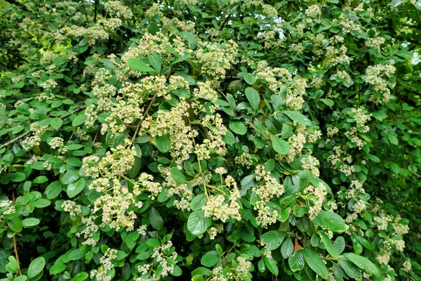 Close Cotoneaster Lacteus Shrub Parney Cotoneaster Flower — 图库照片